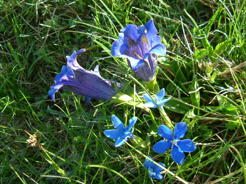Gentiana acaulis (=kochiana) / Genziana di Koch